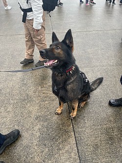 軍用犬K-9普段の警備に出動してます