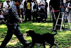 入間基地　警備犬　K-9