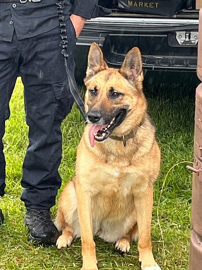 横田基地警備犬K-9