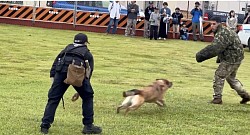 横田基地　警備犬　軍用警備犬　K-9