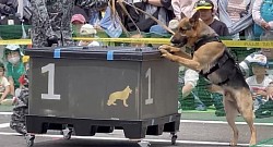 軍用警備犬K-9