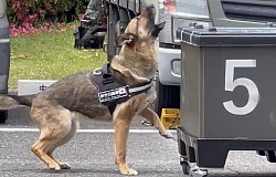 軍用警備犬K-9