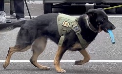 軍用警備犬K-9