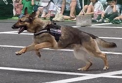 軍用警備犬K-9