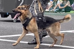 軍用警備犬K-9
