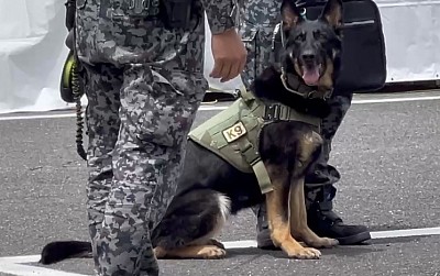 警備犬　K-9 軍用警備犬　軍用警備犬K-9