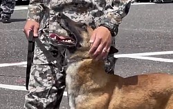 軍用警備犬K-9