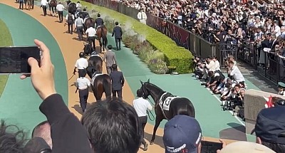 東京競馬場　パドック