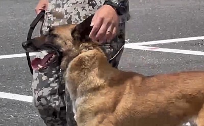 軍用警備犬　K-9 入間基地　ジャスミン