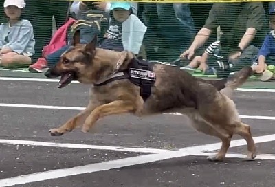軍用警備犬　K-9 入間基地　ピヨ
