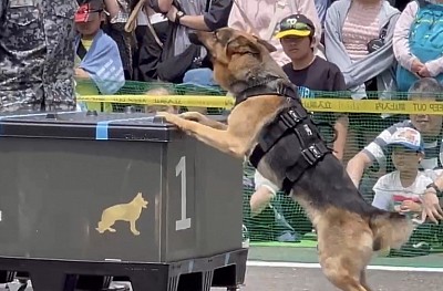軍用警備犬　K-9 入間基地　ユラ