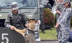 軍用警備犬　K-9 入間基地