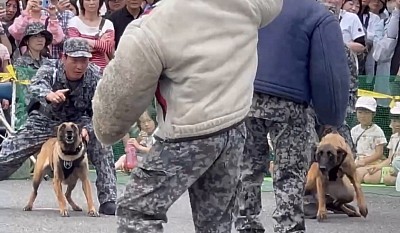 軍用警備犬　K-9 入間基地