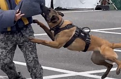 軍用警備犬　K-9 入間基地