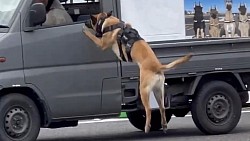 軍用警備犬　K-9 入間基地
