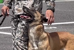 軍用警備犬　K-9 入間基地