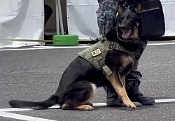 軍用警備犬　K-9 入間基地